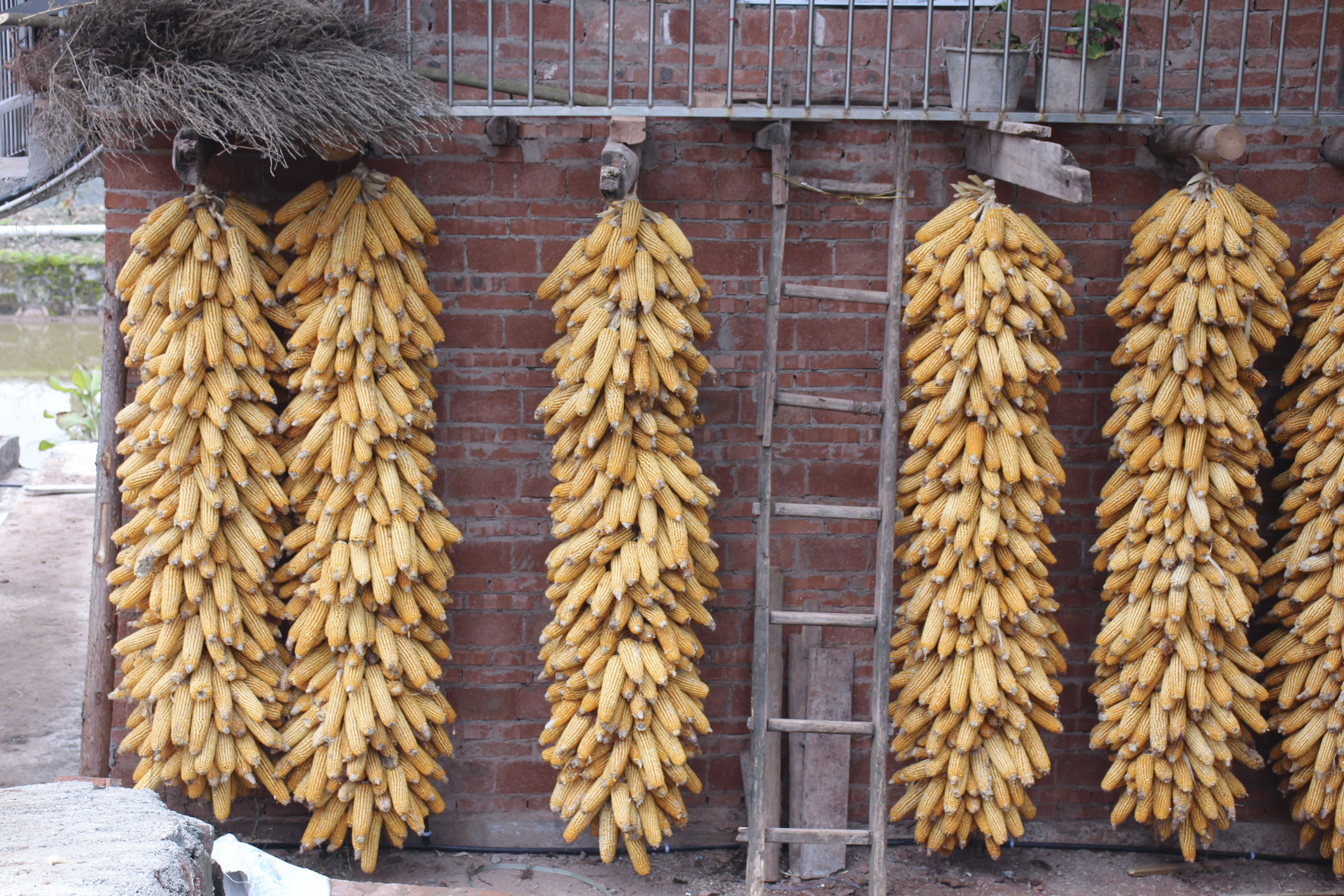 屋外晾晒的包谷